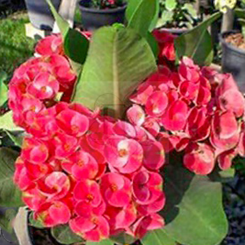 Euphorbia milii "Lucky Charm" (90)