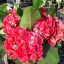 Euphorbia milii "Lucky Charm" (90)