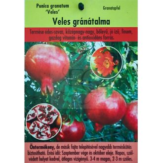 Punica granatum "Veles"-Gránátalma
