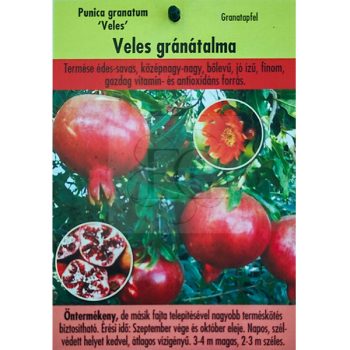 Punica granatum "Veles"-Gránátalma Punica granatum "Veles"-Gránátalma
