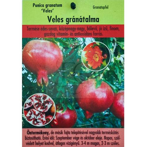 Punica granatum "Veles"-Gránátalma