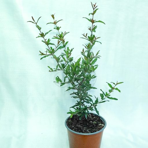 Punica granatum "Veles"-Gránátalma