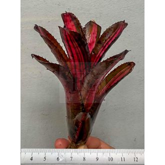 Neoregelia Star Blast 