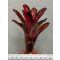 Neoregelia Star Blast 