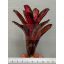 Neoregelia Star Blast 