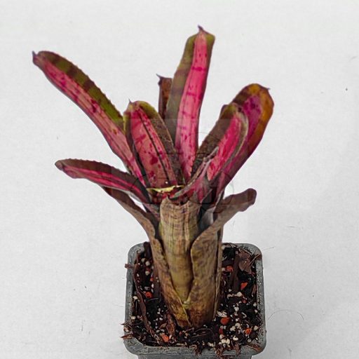Neoregelia Star Blast 