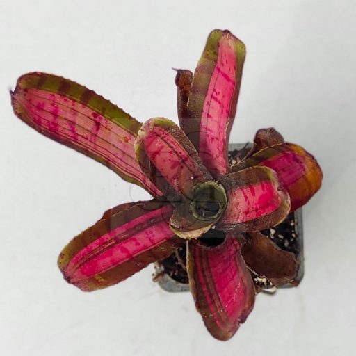 Neoregelia Star Blast 