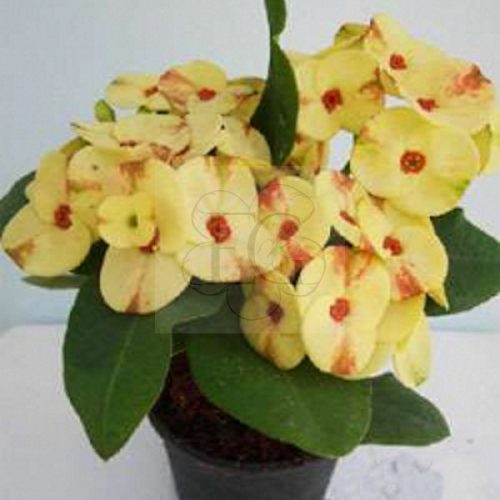 Euphorbia milii hibrid/Yellow 028