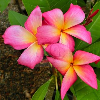 Plumeria rubra "Diva" JJ