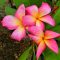 Plumeria rubra "Diva" JJ