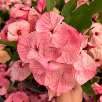 Euphorbia milii "Valentine" (A97)