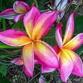 Plumeria rubra "Sakor Nat" 