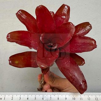 Neoregelia Zoe novar.