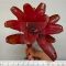 Neoregelia Zoe novar.
