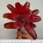 Neoregelia Zoe novar.