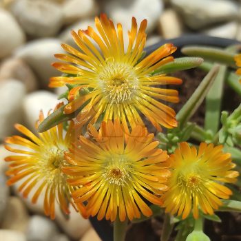 Delosperma Sun Wunder Delosperma Sun Wunder