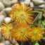 Delosperma Sun Wunder
