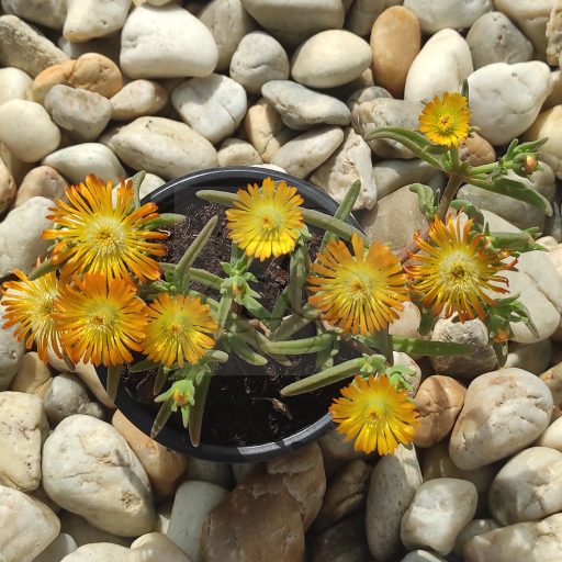 Delosperma Sun Wunder