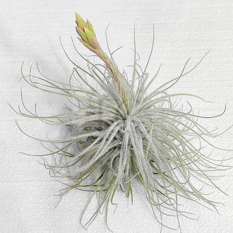 Tillandsia Tectorum var. Snow/XXL