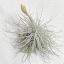 Tillandsia Tectorum var. Snow/XXL
