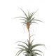 Tillandsia Murorum