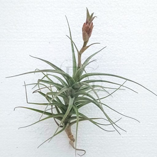 Tillandsia Murorum