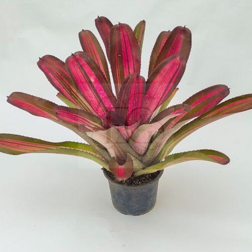 Neoregelia Cane Fire X Giant 