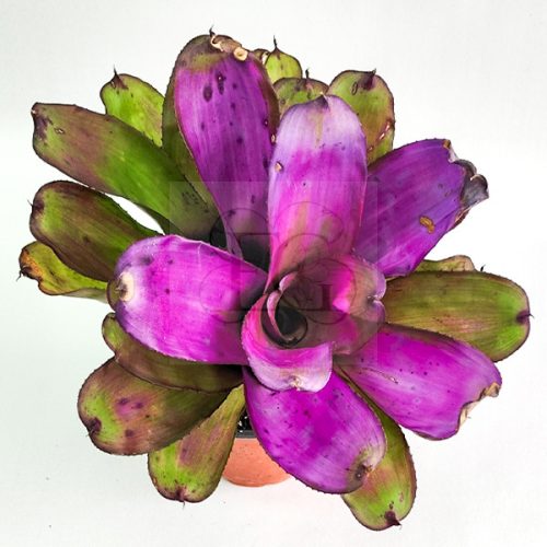 Neoregelia Purple Star x Ninja