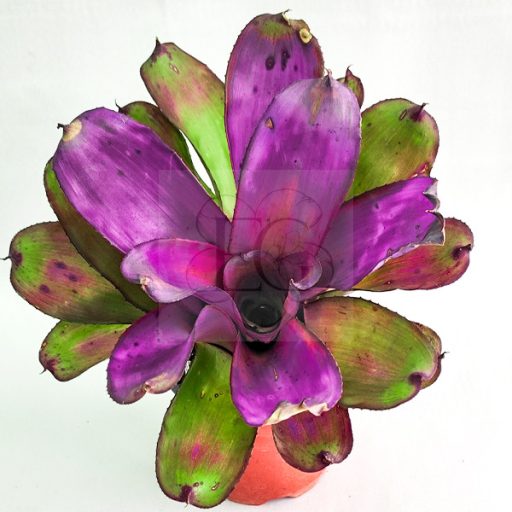 Neoregelia Purple Star x Ninja