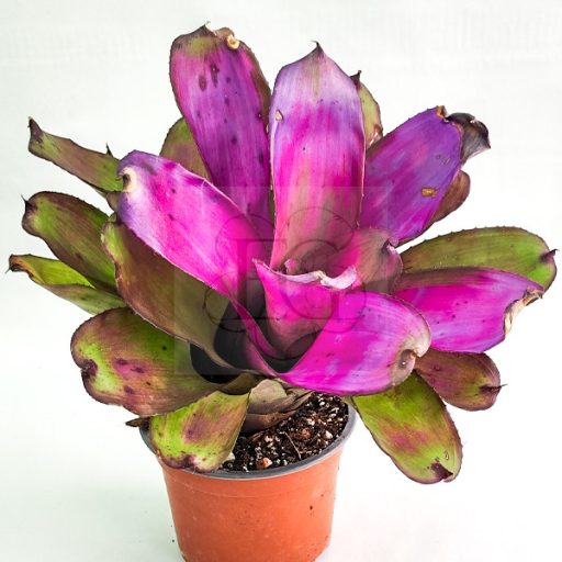 Neoregelia Purple Star x Ninja