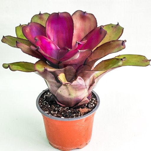 Neoregelia Purple Star x Ninja