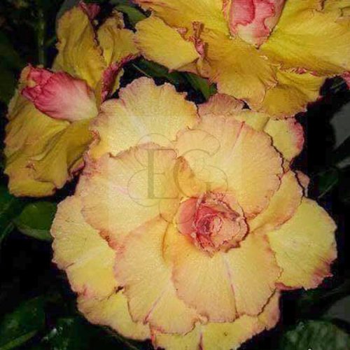 Adenium obesum "Nhat Nguyet" (364)