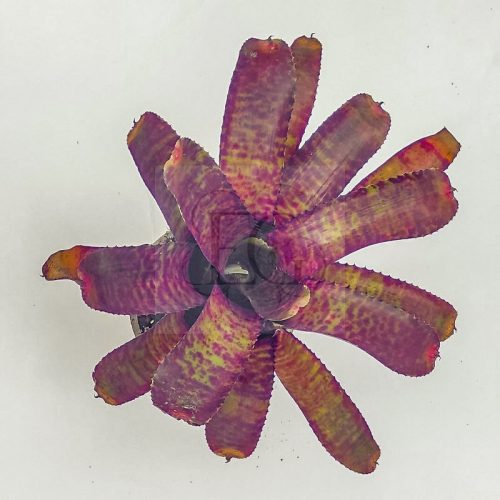 Neoregelia Tunesia