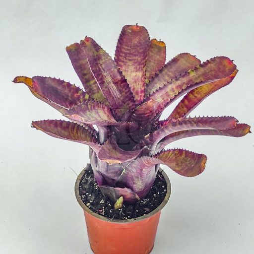 Neoregelia Tunesia