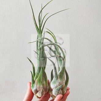 Tillandsia Seleriana/L