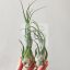Tillandsia Seleriana/L