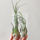 Tillandsia Seleriana XL