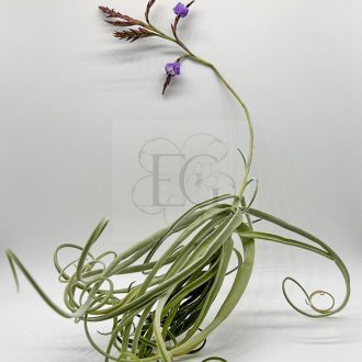 Tillandsia Duratii am Draht-Illatos
