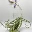 Tillandsia Duratii am Draht-Illatos