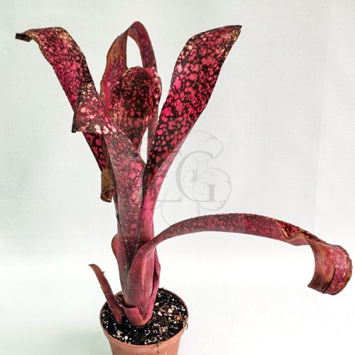 Billbergia Corrone's Black