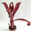 Billbergia Corrone's Black