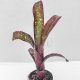 Billbergia Corrone's Black