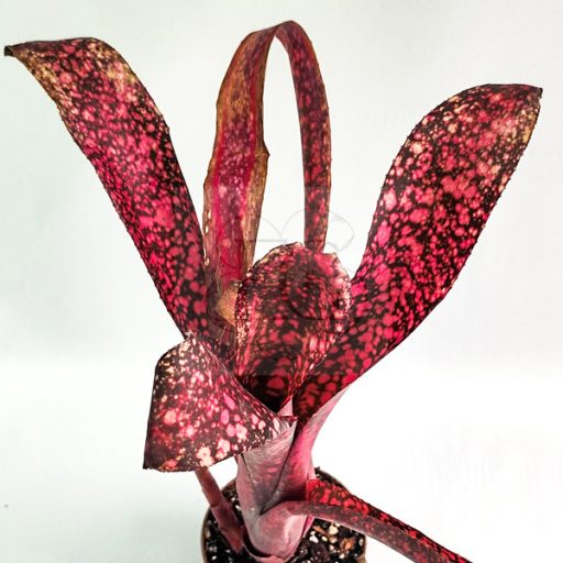 Billbergia Corrone's Black