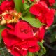 Euphorbia milii "Red Galaxy" (N-14)