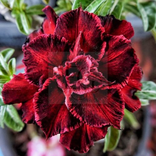 Adenium obesum (S-51)