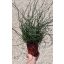 Juncus effusus "Spiralis"