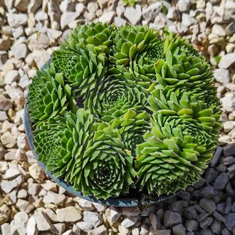 Sempervivum sp.10/Nagy-Kövirózsa