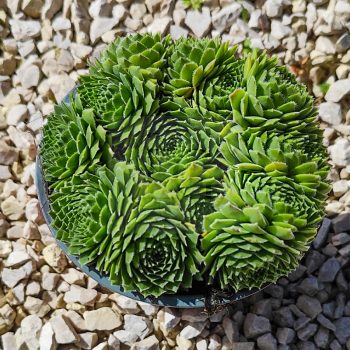 Sempervivum sp.10/Nagy-Kövirózsa Sempervivum sp.10/Nagy-Kövirózsa