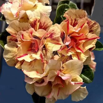 Adenium obesum "Toa Duong" (1026)