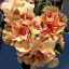 Adenium obesum "Toa Duong" (1026)